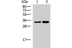 Western blot analysis of 293T cell lysates using HNRNPA1L2 Polyclonal Antibody at dilution of 1:500 (HNRNPA1L2 抗体)