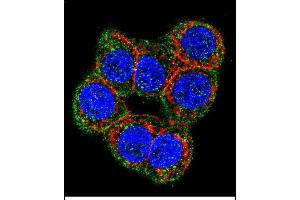 Confocal immunofluorescent analysis of CBS Antibody (N-term) (ABIN1881141 and ABIN2841140) with 293 cell followed by Alexa Fluor 488-conjugated goat anti-rabbit lgG (green). (CBS 抗体  (N-Term))