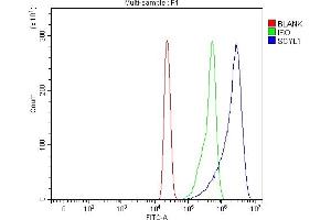 Flow Cytometry analysis of HL-60 cells using anti-SCYL1 antibody (ABIN7601875). (SCYL1 抗体  (AA 5-259))
