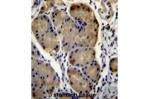 WDR86 Antibody (C-term) immunohistochemistry analysis in formalin fixed and paraffin embedded human stomach tissue followed by peroxidase conjugation of the secondary antibody and DAB staining. (WDR86 抗体  (C-Term))