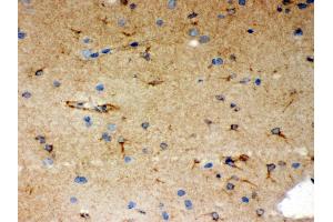 Anti- SHC1 Picoband antibody, IHC(P) IHC(P): Rat Brain Tissue