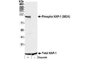 Western Blotting (WB) image for anti-Tripartite Motif Containing 28 (TRIM28) (pSer824) antibody (ABIN7450388)