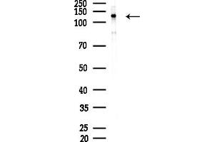 anti-POM121 Membrane Glycoprotein (POM121) antibody