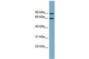 Image no. 1 for anti-Solute Carrier Family 12 (Potassium/chloride Transporters), Member 8 (Slc12a8) (AA 179-228) antibody (ABIN6743229) (SLC12A8 抗体  (AA 179-228))