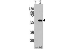 Image no. 2 for anti-CD4 (CD4) (N-Term) antibody (ABIN357033) (CD4 抗体  (N-Term))