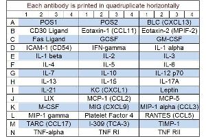 Image no. 1 for Mouse Inflammation Array Q1 (ABIN625784) (小鼠 Inflammation Array Q1)