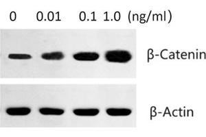 Western Blotting (WB) image for Phosphatidylethanolamine N-Methyltransferase (PEMT) (AA 1-167) (Active) protein (His-Fc tag) (ABIN7607340)