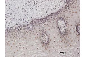 Immunostaining (ISt) image for anti-TAF7 RNA Polymerase II, TATA Box Binding Protein (TBP)-Associated Factor, 55kDa (TAF7) (AA 1-349) antibody (ABIN520669)