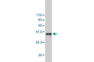 Western Blot detection against Immunogen (36. (Exportin 2 抗体  (AA 872-971))
