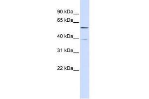 WB Suggested Anti-ZNF419 Antibody Titration:  0. (ZNF419 抗体  (N-Term))