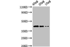 Western Blot Positive WB detected in: Zebrafish tissue 40 μg, 20 μg, 10 μg All lanes: wnt8b antibody at 3 μg/mL Secondary Goat polyclonal to rabbit IgG at 1/50000 dilution Predicted band size: 41 kDa Observed band size: 41 kDa (WNT8B 抗体  (AA 24-358))