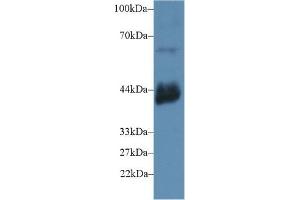 Detection of CD72 in Mouse Testis lysate using Polyclonal Antibody to Cluster Of Differentiation 72 (CD72) (CD72 抗体  (AA 126-237))