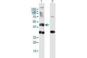 Western Blot analysis of AGPAT6 expression in transfected 293T cell line by AGPAT6 MaxPab polyclonal antibody. (AGPAT6 抗体  (AA 1-456))