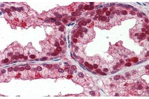 Human Prostate; Immunohistochemistry with Human Prostate lysate tissue at an antibody concentration of 5. (NFIX 抗体  (Middle Region))
