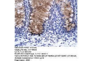 Human Intestine (Annexin a1 抗体  (N-Term))