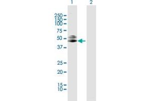 Western Blot analysis of IL10RB expression in transfected 293T cell line by IL10RB MaxPab polyclonal antibody. (IL10RB 抗体  (AA 1-325))