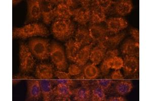 Immunofluorescence analysis of HeLa cells using INMT Polyclonal Antibody at dilution of 1:100. (INMT 抗体)