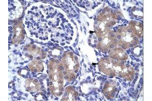 Image no. 1 for anti-Achaete-Scute Complex Homolog 1 (Drosophila) (ASCL1) (AA 48-97) antibody (ABIN202101) (ASCL1 抗体  (AA 48-97))