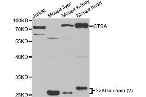 Western blot analysis of extracts of various cell lines, using CTSA antibody (ABIN5973211) at 1/1000 dilution. (CTSA 抗体)