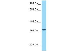 WB Suggested Anti-HRH4 Antibody Titration: 1. (HRH4 抗体  (Middle Region))