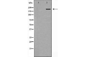 Western blot analysis of Hela whole cell lysates, using PCM1 Antibody. (PCM1 抗体  (N-Term))
