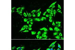 Immunofluorescence analysis of A549 cells using KLK10 Polyclonal Antibody (Kallikrein 10 抗体)