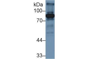 Western blot analysis of Mouse Liver lysate, using Mouse F2 Antibody (3 µg/ml) and HRP-conjugated Goat Anti-Rabbit antibody ( (Prothrombin 抗体  (AA 201-324))