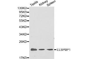 Western blot analysis of extracts of various cell lines, using ELSPBP1 antibody. (ELSPBP1 抗体  (AA 1-223))