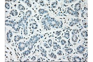 Immunohistochemical staining of paraffin-embedded breast tissue using anti-SIGLEC9 mouse monoclonal antibody. (SIGLEC9 抗体)