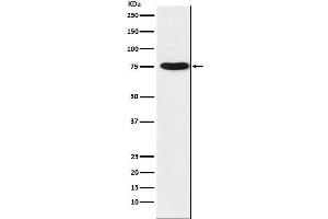 Western blot analysis of TRAP1 expression in K562 cell lysate.