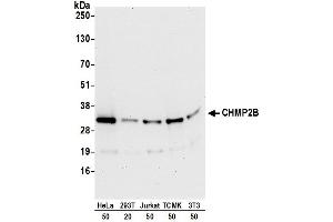 Western Blotting (WB) image for anti-Charged Multivesicular Body Protein 2B (CHMP2B) (AA 163-213) antibody (ABIN7454583)