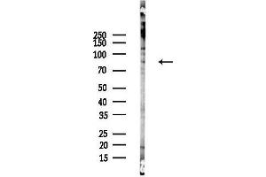 Western blot analysis of lysates from COLO205 cells(LPS,4h treatment), using S Antibody at 1/1000 dilution.