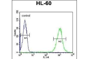 ICB1 Antibody (C-term) (ABIN6242717 and ABIN6579061) flow cytometric analysis of HL-60 cells (right histogram) compared to a negative control cell (left histogram). (C1orf38 抗体  (C-Term))