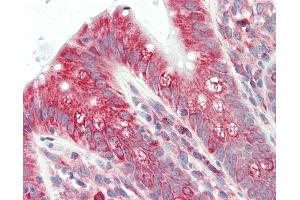 Anti-UBE2K / LIG antibody IHC staining of human colon. (UBE2K 抗体  (C-Term))