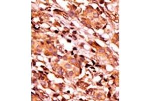 Image no. 2 for anti-BCL2-Associated Agonist of Cell Death (BAD) (pSer134) antibody (ABIN358085)