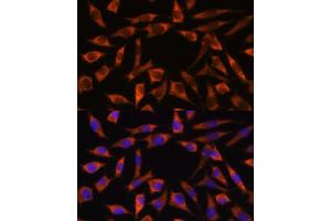 Immunofluorescence analysis of L929 cells using CHCHD2 antibody (ABIN7266448) at dilution of 1:100. (CHCHD2 抗体  (AA 75-145))
