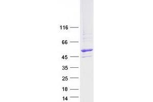 Western Blotting (WB) image for CUGBP, Elav-Like Family Member 6 (CELF6) protein (Myc-DYKDDDDK Tag) (ABIN2715340)