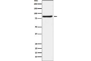 Western Blotting (WB) image for anti-BCL2-Associated Athanogene 3 (BAG3) antibody (ABIN7606970)
