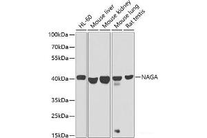 Western blot analysis of extracts of various cell lines using NAGA Polyclonal Antibody at dilution of 1:1000. (NAGA 抗体)