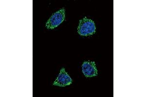 Confocal immunofluorescent analysis of GHRH Antibody (N-term) (ABIN392174 and ABIN2841887) with 293 cell followed by Alexa Fluor? (GHRH 抗体  (N-Term))