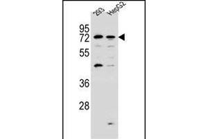 GIP8 Antibody (N-term) (ABIN657158 and ABIN2846292) western blot analysis in 293,HepG2 cell line lysates (35 μg/lane). (GIMAP8 抗体  (N-Term))