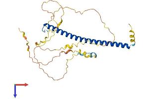 CEBPE Protein (AA 1-281) (His tag)