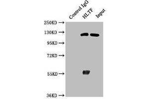 Immunoprecipitating HLTF in Hela whole cell lysate Lane 1: Rabbit control IgG instead of ABIN7154943 in Hela whole cell lysate. (HLTF 抗体  (AA 332-476))