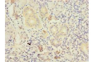 Immunohistochemistry of paraffin-embedded human pancreatic tissue using ABIN7173211 at dilution of 1:100 (TMEM41A 抗体  (AA 18-66))