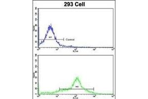 Flow cytometric analysis of 293 cells using EHD3 Antibody (Center)(bottom histogram) compared to a negative control cell (top histogram). (EHD3 抗体  (AA 189-216))