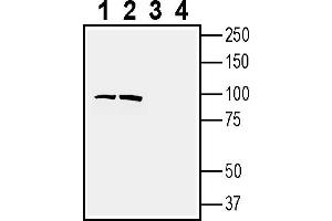 Western blot analysis of rat brain membranes (lanes 1 and 3) and mouse brain membranes (lanes 2 and 4):1-2.