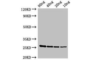 anti-ESXA (AA 1-97) antibody