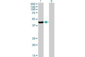 Western Blot analysis of ETNK2 expression in transfected 293T cell line by ETNK2 MaxPab polyclonal antibody. (Ethanolamine Kinase 2 抗体  (AA 1-386))