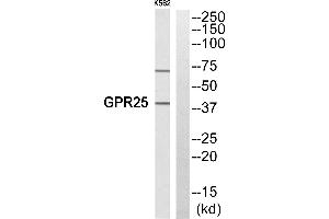Western blot analysis of extracts from K652 cells, using GPR25 antibody. (GPR25 抗体  (Internal Region))