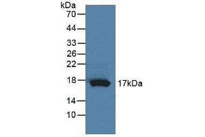 Detection of RNASE4 in Rat Pancreas Tissue using Polyclonal Antibody to Ribonuclease A4 (RNASE4) (RNASE4 抗体  (AA 30-147))